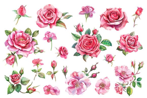 Download Pink Roses, Printable Watercolor Clipart - Clip Collection
