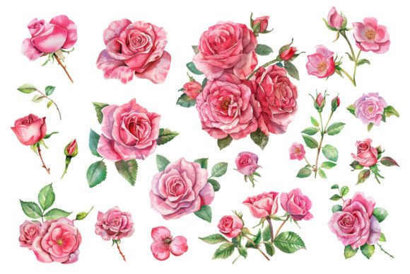 Download Pink Roses, Printable Watercolor Clipart - Clip Collection