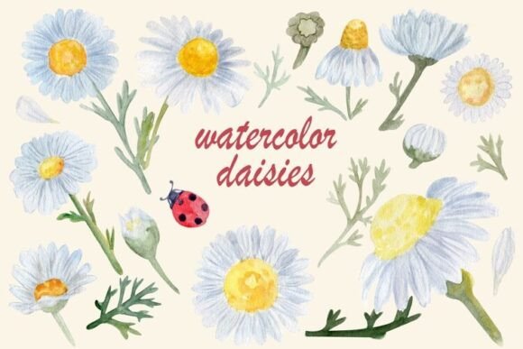 Download Watercolor Daisy Clipart, Chamomile - Clip Collection