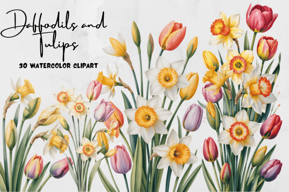 Download Daffodils and Tulips Watercolor Clipart - Clip Collection