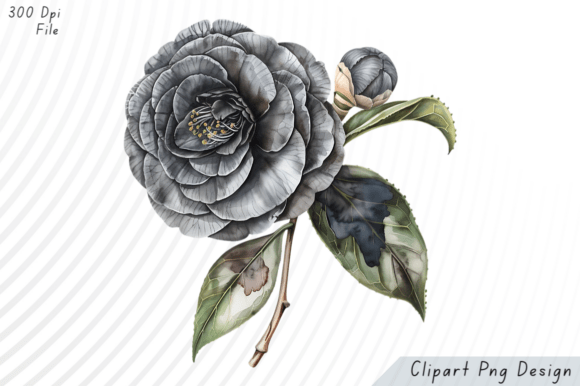 Download Black Camellia Flower PNG Clipart - Clip Collection