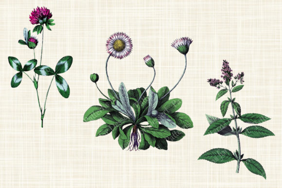 Download Vintage Pink Flower Clipart Collection - Clip Collection