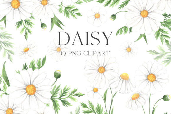 Download Watercolor Daisy Flower Clipart - Clip Collection