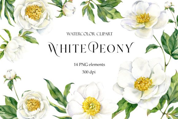 Download Peony Watercolor Clipart, White Flowers - Clip Collection
