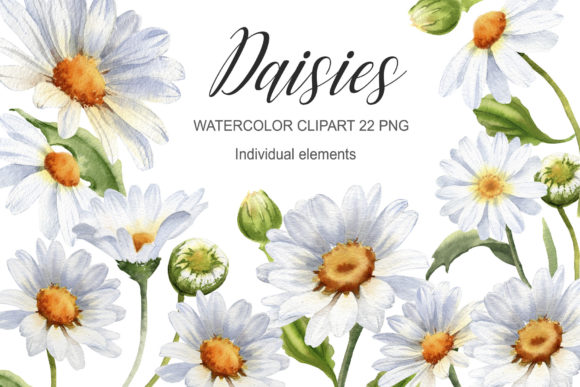 Download Watercolor Daisy Flower Clipart - Clip Collection