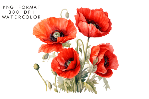 Download Watercolor Poppy Flower Clipart - Clip Collection