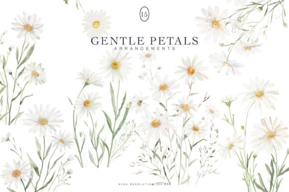 Download Watercolor Daisy Clipart Set - Clip Collection