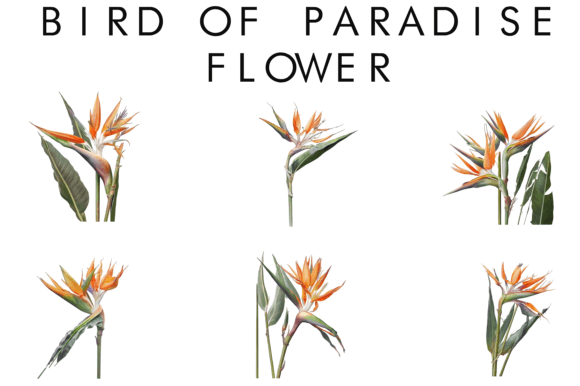 Download Bird of Paradise Flower Clipart - Clip Collection