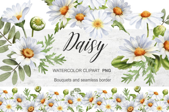 Download Watercolor Daisy Clipart Chamomile - Clip Collection