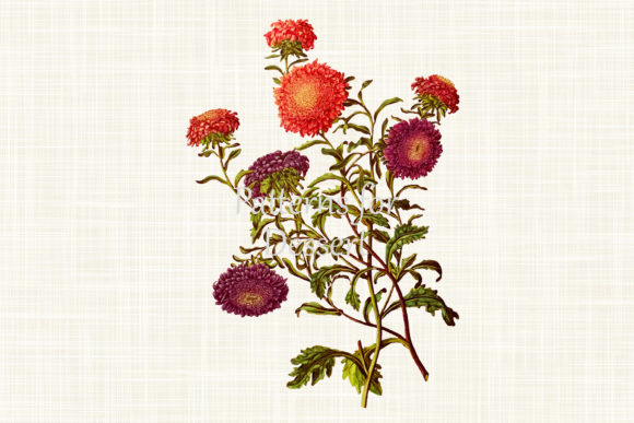 Download Pink &amp; Purple Aster Flower Clip Art - Clip Collection