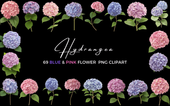 Download 69 Hydrangea Blue &amp; Pink Flower Clipart - Clip Collection
