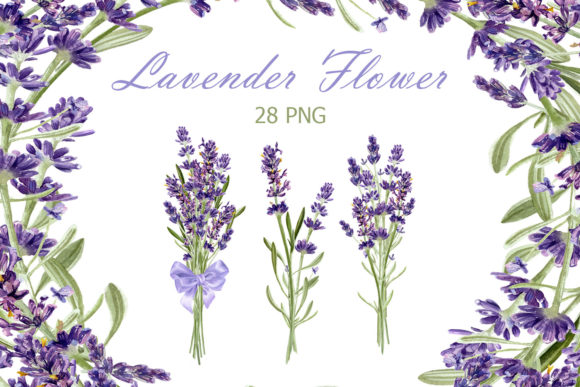 Download Watercolor Lavender Clipart - Clip Collection