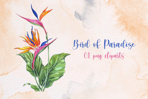 Download Bird of Paradise Flower Clip Art - Clip Collection
