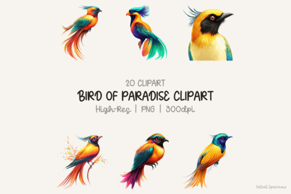 Download Bird of Paradise Clipart - Clip Collection