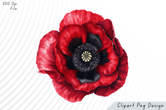 Download Crimson Bloom Poppy Passion Clipart PNG - Clip Collection