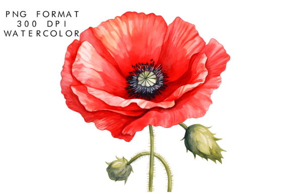 Download Watercolor Poppy Flower Clipart - Clip Collection