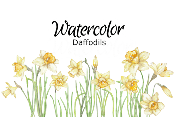 Download Daffodils Watercolor Clipart - Clip Collection