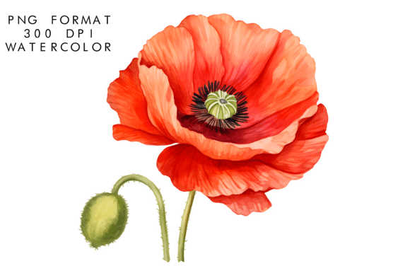 Download Watercolor Poppy Flower Clipart - Clip Collection