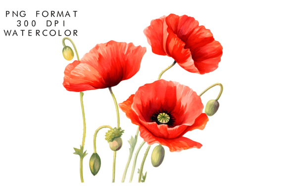 Download Watercolor Poppy Flower Clipart - Clip Collection