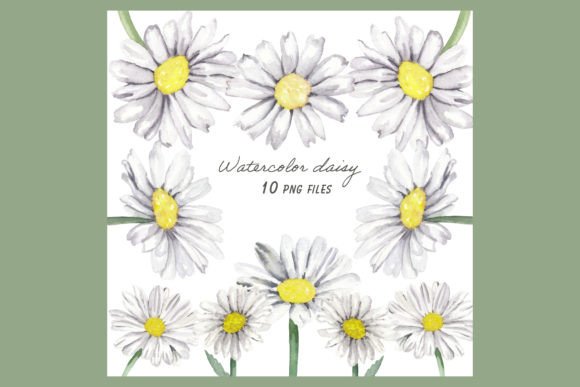 Download Daisy Flowers Watercolor Clipart 10 Png - Clip Collection