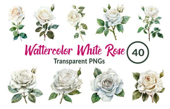 Download Watercolor White Rose Clipart - Clip Collection